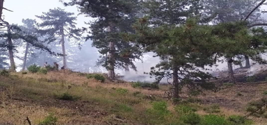 Ankara Nallhan'daki orman yangn kontrol altnda