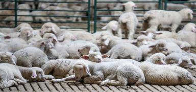 Devlet desteiyle iftlik kurdu, koyun saysn en az ikiye katlad