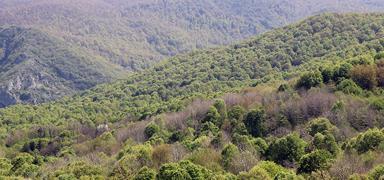 Kandra Kaymakaml duyurdu: Ormanlk alanlara giriler yasakland