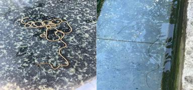 Ky emesinde grlen ilgin canlnn ne olduu ortaya kt