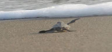 Denize ulaştırılan kaplumbağaların sayısı Tarım ve Orman Bakanlığı koordinesindeki çalışmalarla artıyor