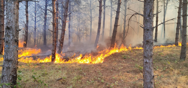 Tekirda'da orman yangn: Mdahale ediliyor