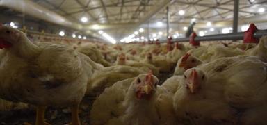 Japonya'dan gelen ilgin iddia: Tavuk gdaklamasn tercme ettik