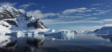 Antarktika'da ilk kez ku gribi tespit edildi: Bu ok zc bir durum