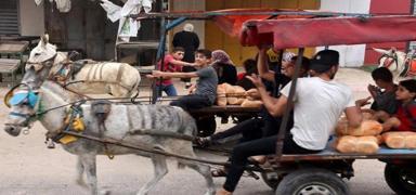 Gazze halk umutlarn yitirmiyor: Aralarn yerini eek arabalar ald
