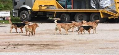 Ankara Valilii, sahipsiz sokak hayvanlar hakknda belediyelere yaz gnderdi