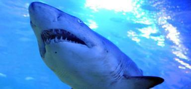 Avustralya'da köpek balığı saldırısı: Ağır yaralanan genç hayatını kaybetti