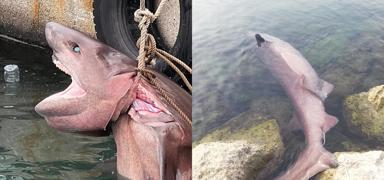 Mersin'de ölü 'altı solungaçlı köpek balığı' kıyıya vurdu