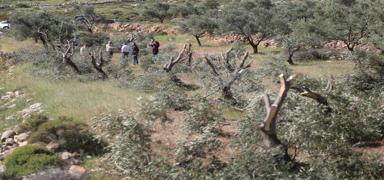 Yahudi yerleşimciler durmuyor! Filistinlilerin 100 zeytin ağacını söktüler