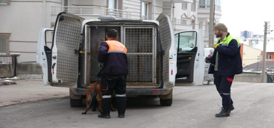 Sivas'ta köpeğin saldırısına uğrayan anne ve kızları yaralandı
