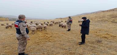 'Kaak' koyunlar dron yardmyla bulundu