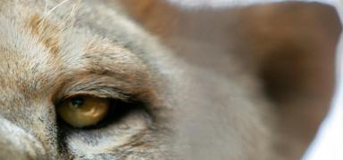 Nijerya'da hayvanat bahesinde feci lm: Bakc aslan saldrsnda can verdi
