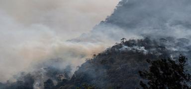 Meksika'da 15 eyalette orman yangn: 1421 hektardan fazla alan etkilendi