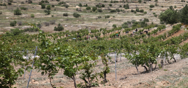 Mardin'de asrlk zm genleri korunarak gelecek nesillere aktarlacak