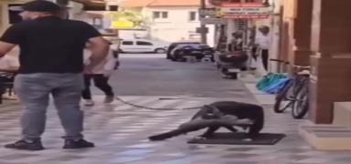 Pitbull cinsi kpek kediyi ldrd! Sahibi gzaltna alnd