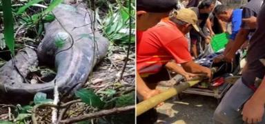 Endonezya'da yaklak 5 metrelik piton bir kiiyi yuttu