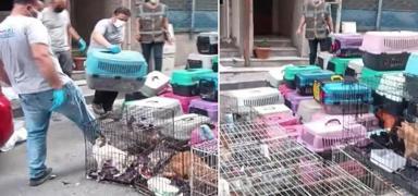 stanbul akllara durgunluk veren olay! 85 kediyi alkoydu