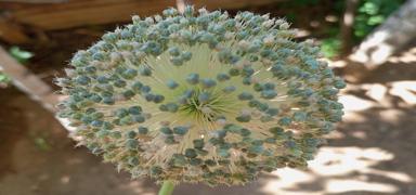 Sadece Tunceli'de yetiiyor! Toplayan yand