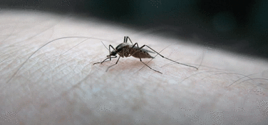 Sivrisineklerden bulaan hastalk Gana'da 9 kiide grld