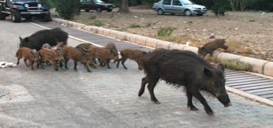 Ege'de yeni sorun! Yaban domuzlar tehlike sayor