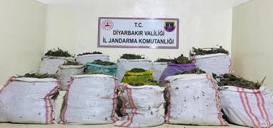 Diyarbakr'da gerekletirilen operasyonda 177 bin kk kenevir ele geirildi