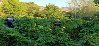 Bahesinde kenevir yetitiriyordu: Tutukland