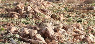 eker pancar alm fiyat ton bana 2 bin 375 lira olarak belirlendi