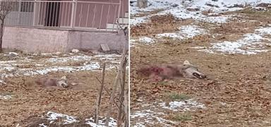Kayseri'de ilgin olay: A kalan kurtlar birbirlerini yedi