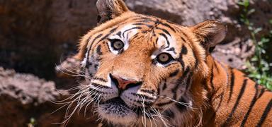 ABD'de ku gribi vakas: 20 byk kedi ld