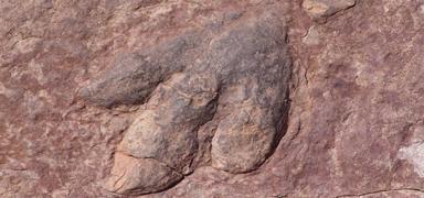 Ta� oca��nda bulundu! 166 milyon y�l �ncesine ait