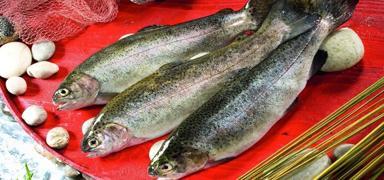 T�rk somonu ihracat� ge�ti�imiz y�l 497 milyon 968 bin 66 dolar oldu