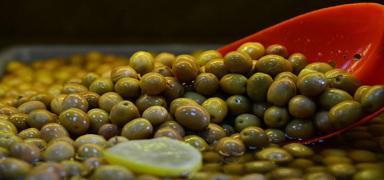 Trkiye zeytin retiminde Cumhuriyet tarihinin rekorunu krd