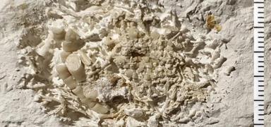 66 milyon y�ll�k ke�if