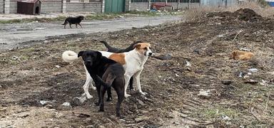 Sahibinden ka�an k�pek 3 ki�iyi yaralad�