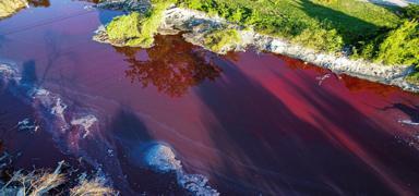 Halk endi�eli! Nehrin rengi aniden k�rm�z�ya d�nd�