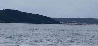 anakkale Boaz'nda yunuslar izleyenleri byledi