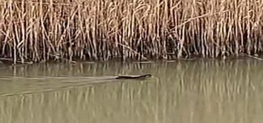 �anakkale'de su samuru g�r�nt�lendi