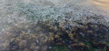 Sinop k�y�lar�n� kaplad�