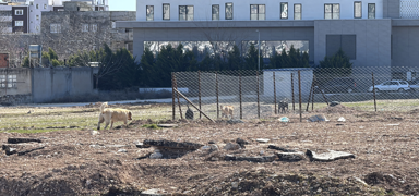 Sokak k�pekleri okula giden �ocu�a sald�rd�