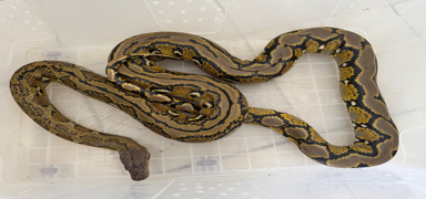 Otob�steki kutunun i�inden ��kt�