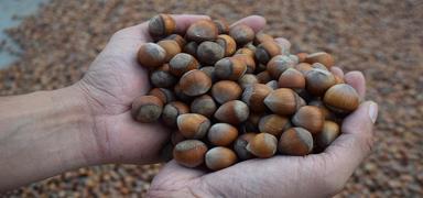 F�nd�k ihracat�ndan 1,7 milyar dolar� a�k�n gelir elde edildi