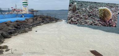 Bakanl�ktan m�silaj m�cadelesine biyolojik destek: Denizler o canl�larla temizlenecek