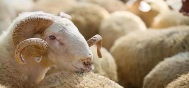 Diyanet ��leri Ba�kan� a��klad�