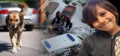 K�pe�i 9 ya��ndaki ye�enine sald�rm��t�! Amcaya istenen ceza belli oldu