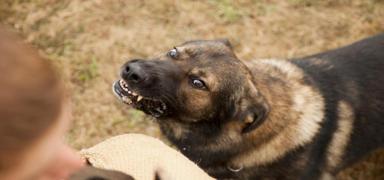 Sahipsiz k�pek vah�eti: 2 �ocu�a sald�rd�lar! Vatanda�lar isyan etti