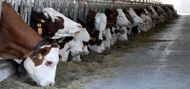 Kurban Bayram� �ncesi bakanl�ktan yeni d�zenleme