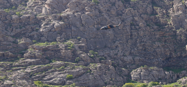 Hakkari'de yal adam askeri helikopterle  hastaneye ulatrld