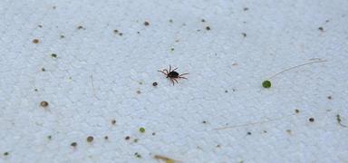 Kabus yeniden hortlad�! 8 ki�iden 1'i hayat�n� kaybetti