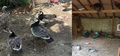 Ekipler g�zlerine inanamad�! Hepsi bir evde ele ge�irildi