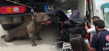 Babo pitbull dehet sat! Kalabalk zapt edemedi: 1 kadn yaraland